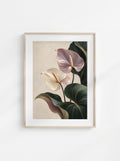 Blush Anthurium